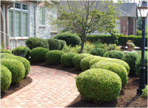 trimmed shrubbery